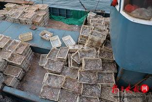 江苏爆料非法捕捞案件最新,守护碧水清波，严惩违法行为